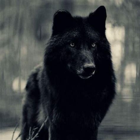 Loup Noir.